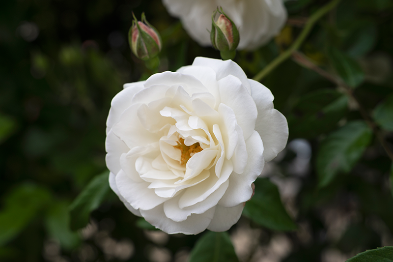 The quiet art of rejuvenation